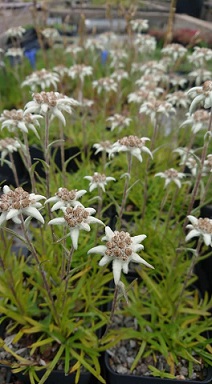 Leontipodium mignon - 8cm pot 